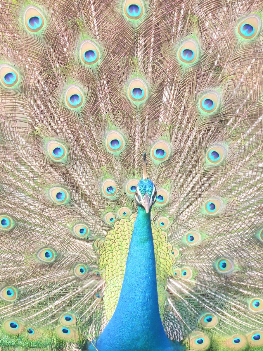 טווס הודי - ML646417932