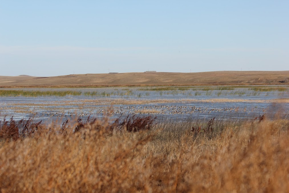 Неголь довгодзьобий - ML646417933