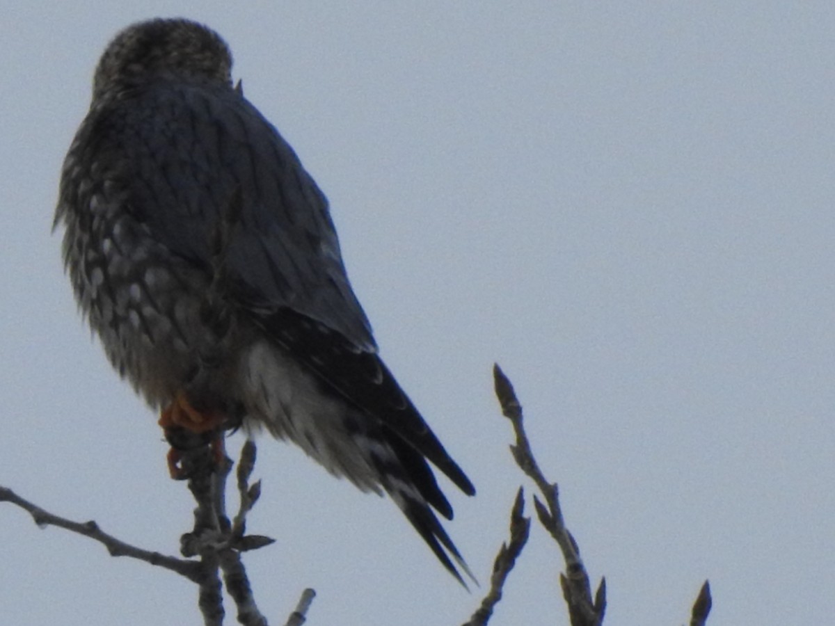 Merlin - ML646417934