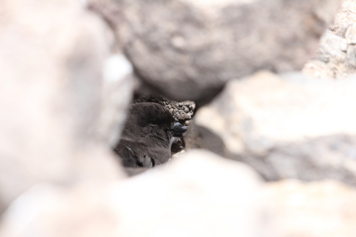 buřňák Bulwerův - ML646417935