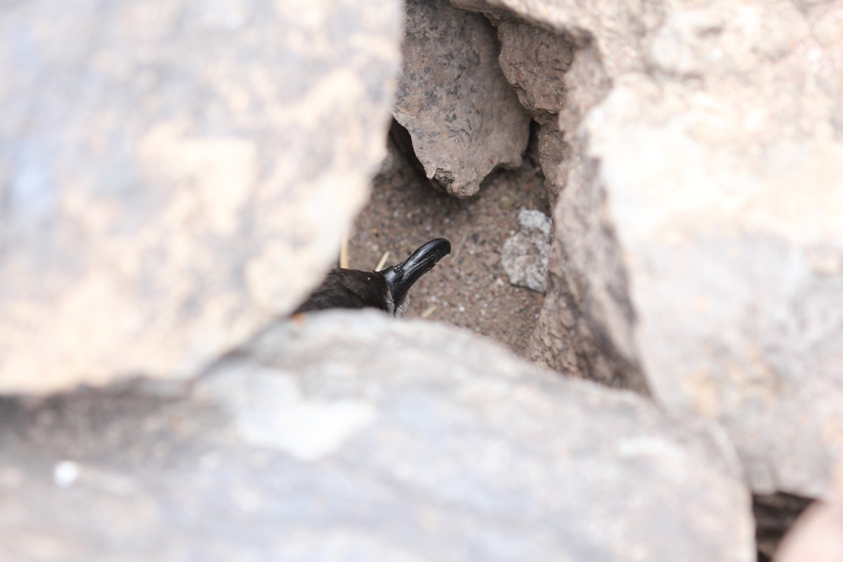 buřňák Bulwerův - ML646417936