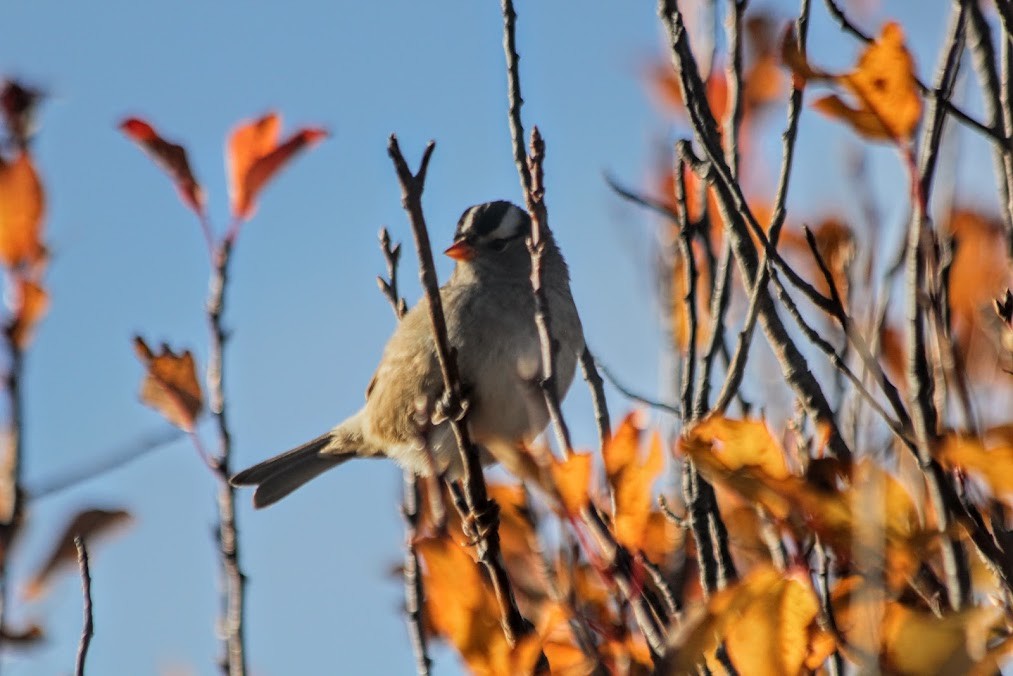 Chingolo Coroniblanco (gambelii) - ML646417937