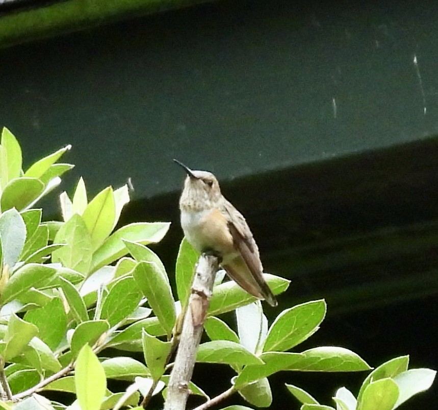 Broad-tailed Hummingbird - ML646417938