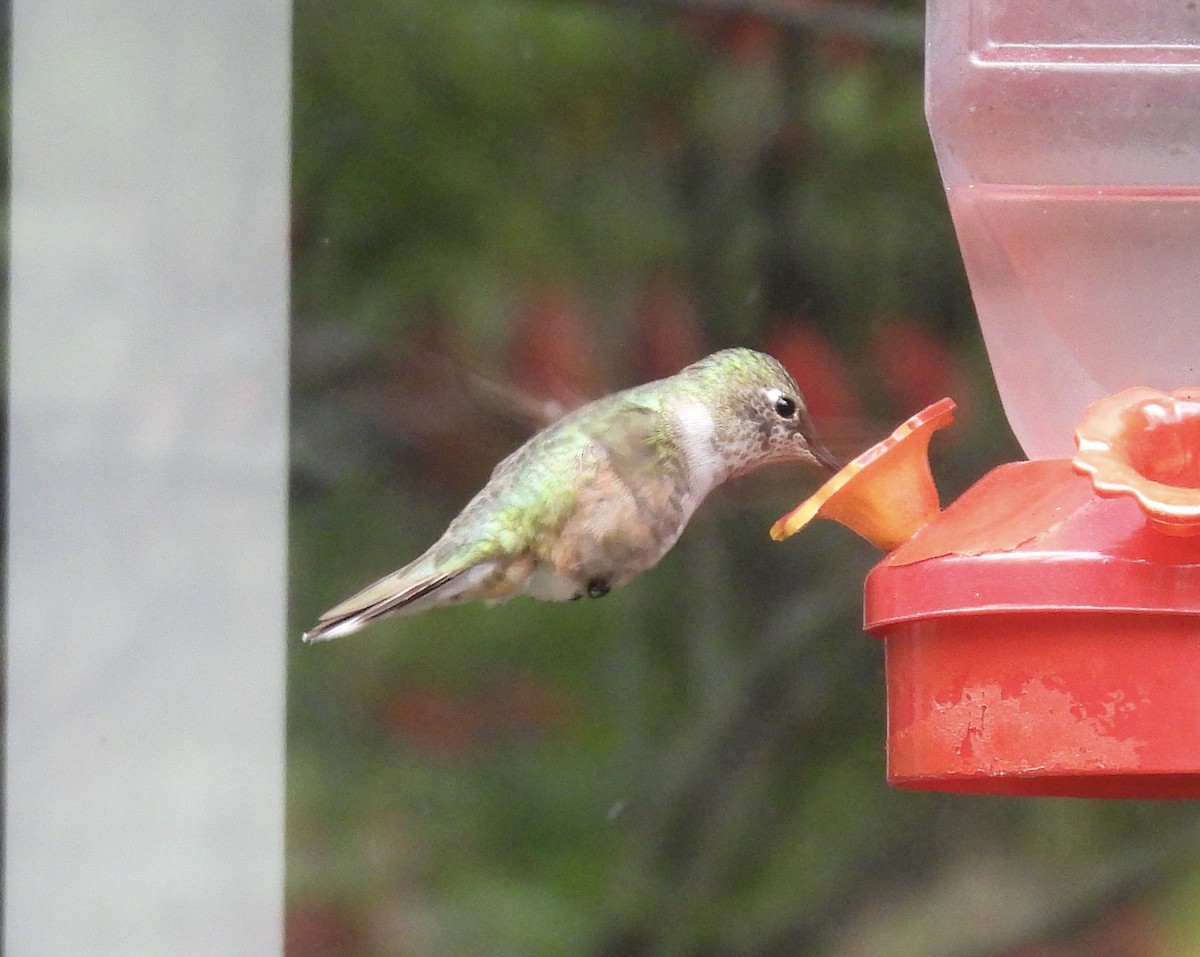 Broad-tailed Hummingbird - ML646417939