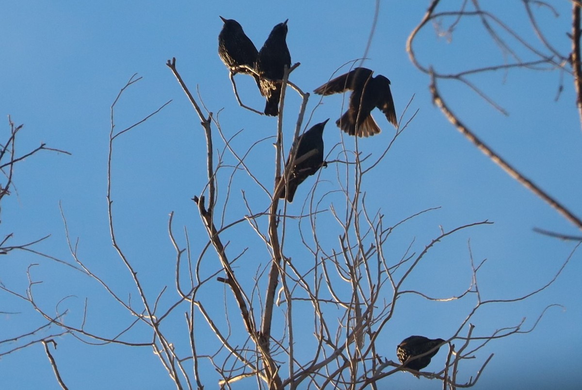 Estornino Pinto - ML646417940