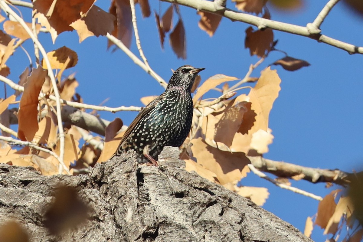 Estornino Pinto - ML646417941