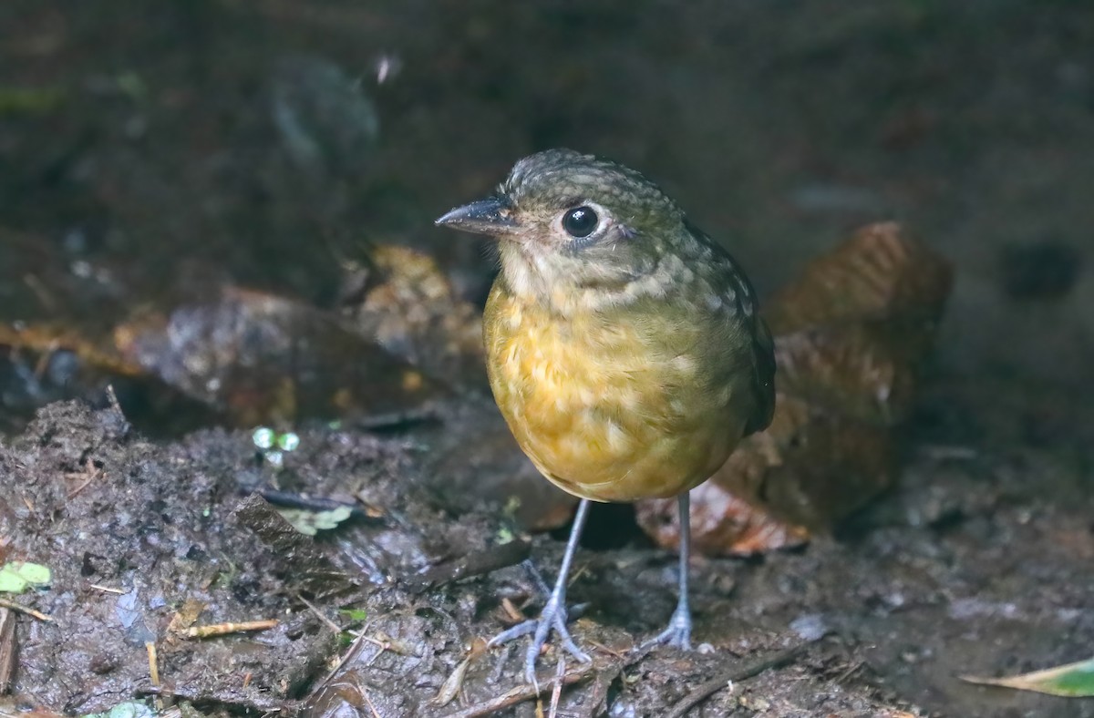 Tororoí Torero - ML646417942