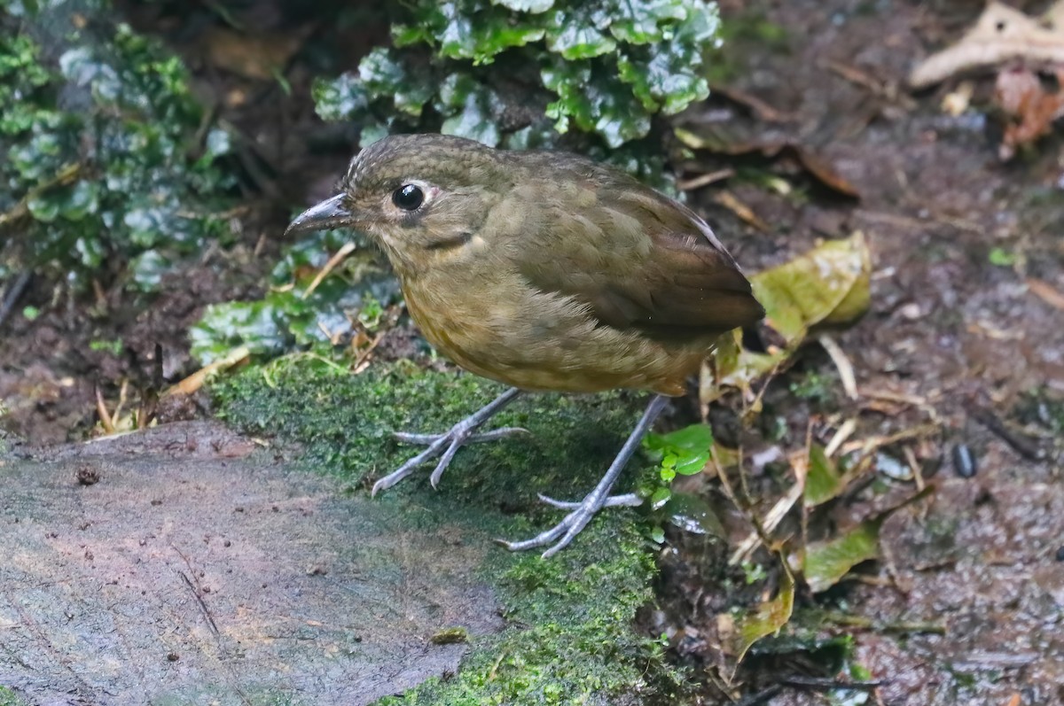 Tororoí Torero - ML646417943