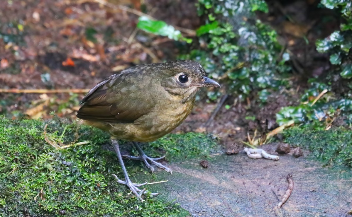 Tororoí Torero - ML646417944