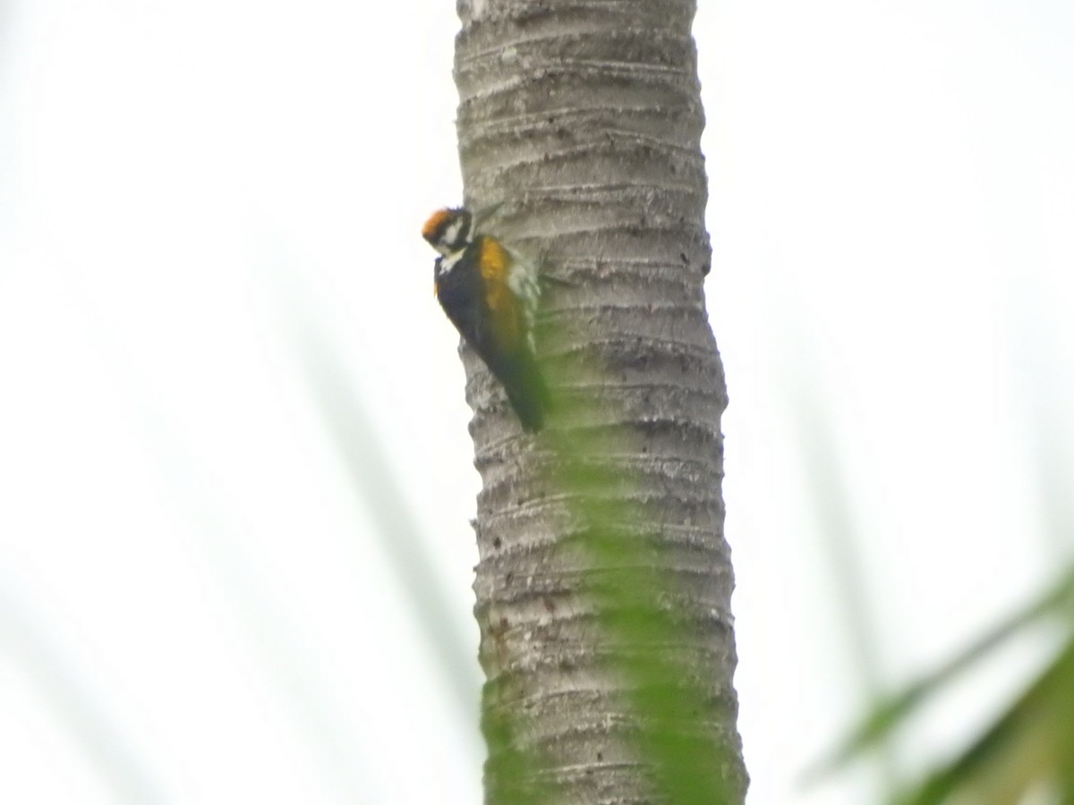 Pito Dorsiblanco - ML646417949