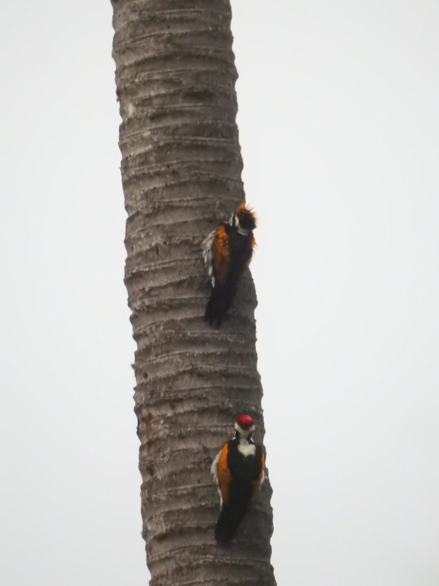 Pito Dorsiblanco - ML646417950