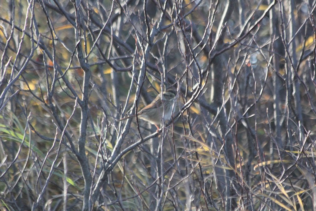 Chingolo Pantanero - ML646417951