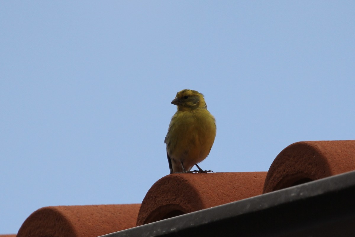 Serín Canario - ML646417954