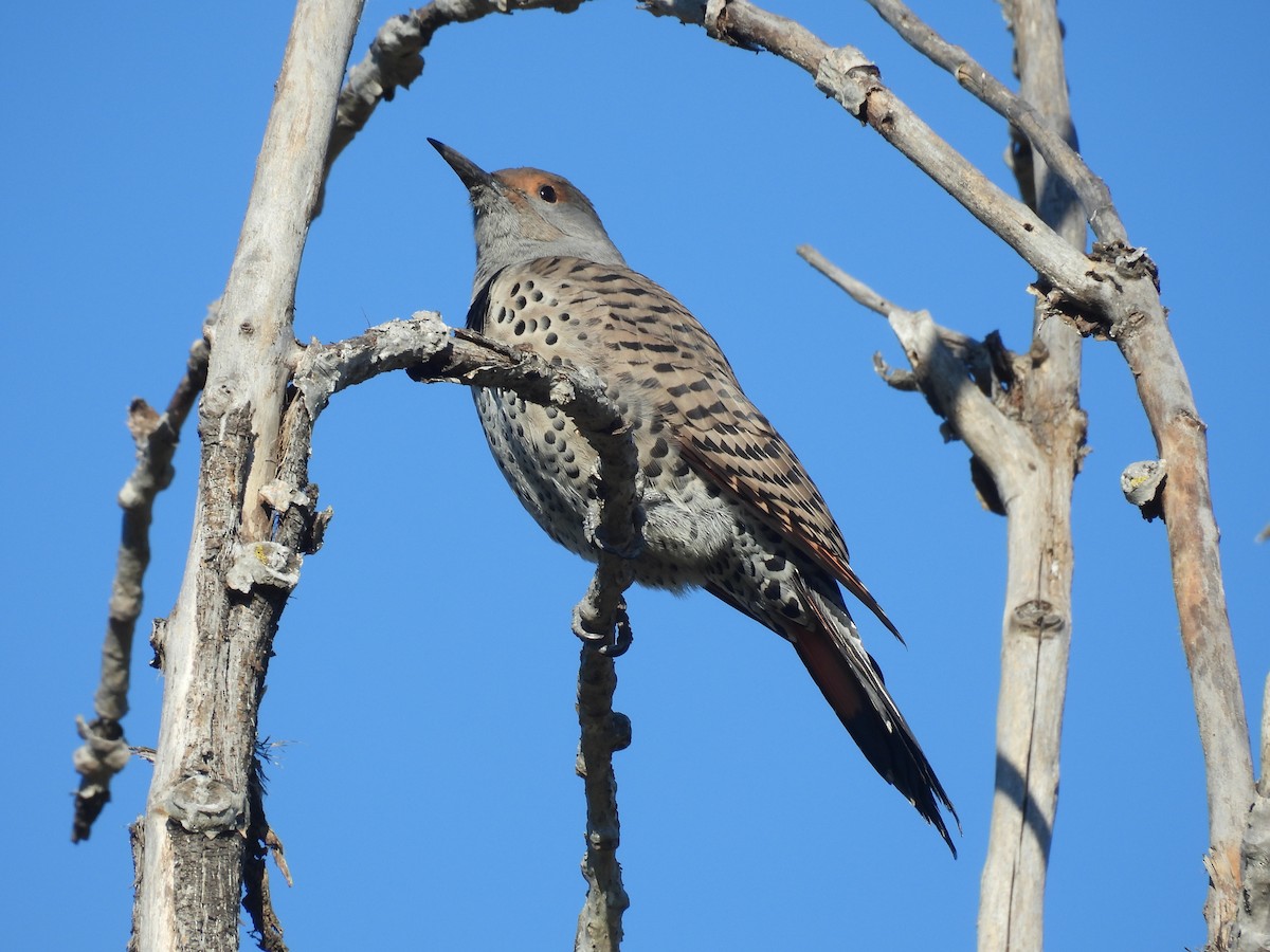 Carpintero Escapulario - ML646417955