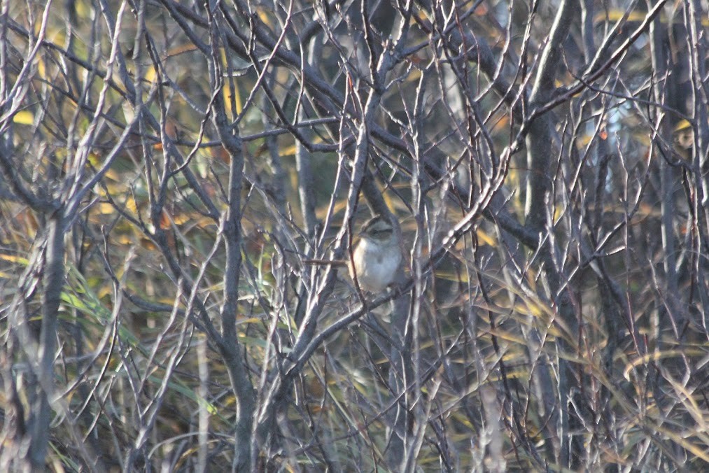 Chingolo Pantanero - ML646417956