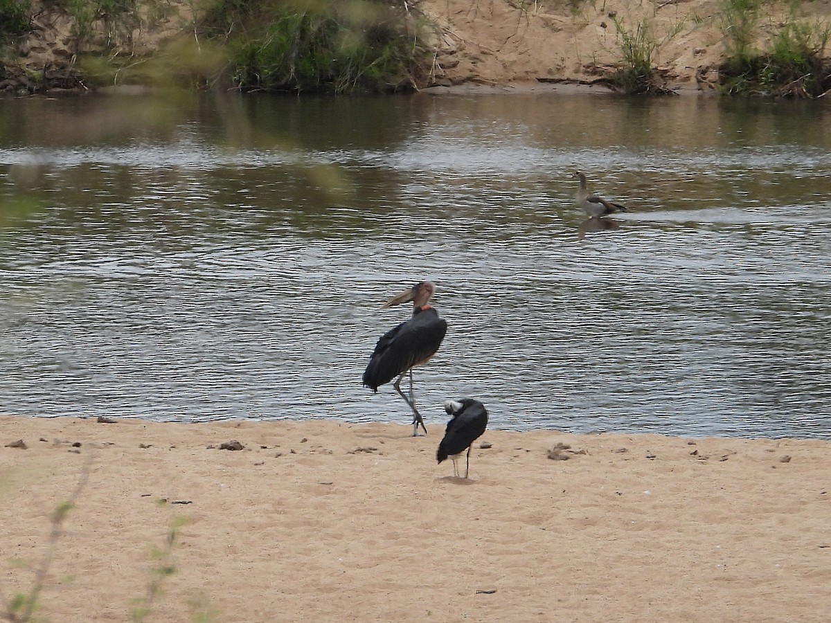 Marabú Africano - ML646417959