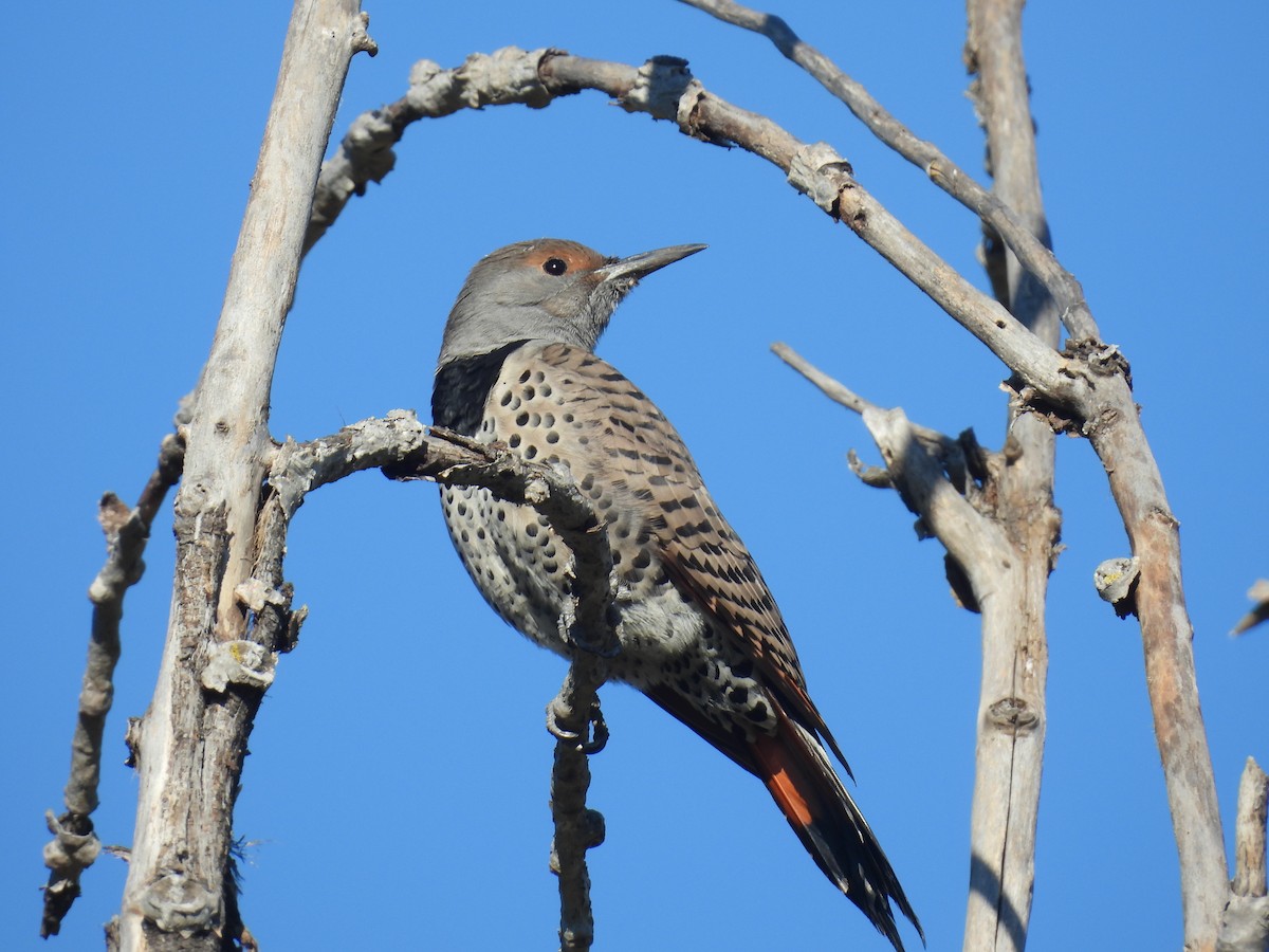 Carpintero Escapulario - ML646417963