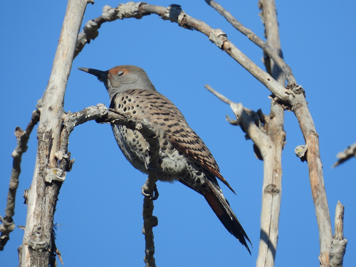 Carpintero Escapulario - ML646417964