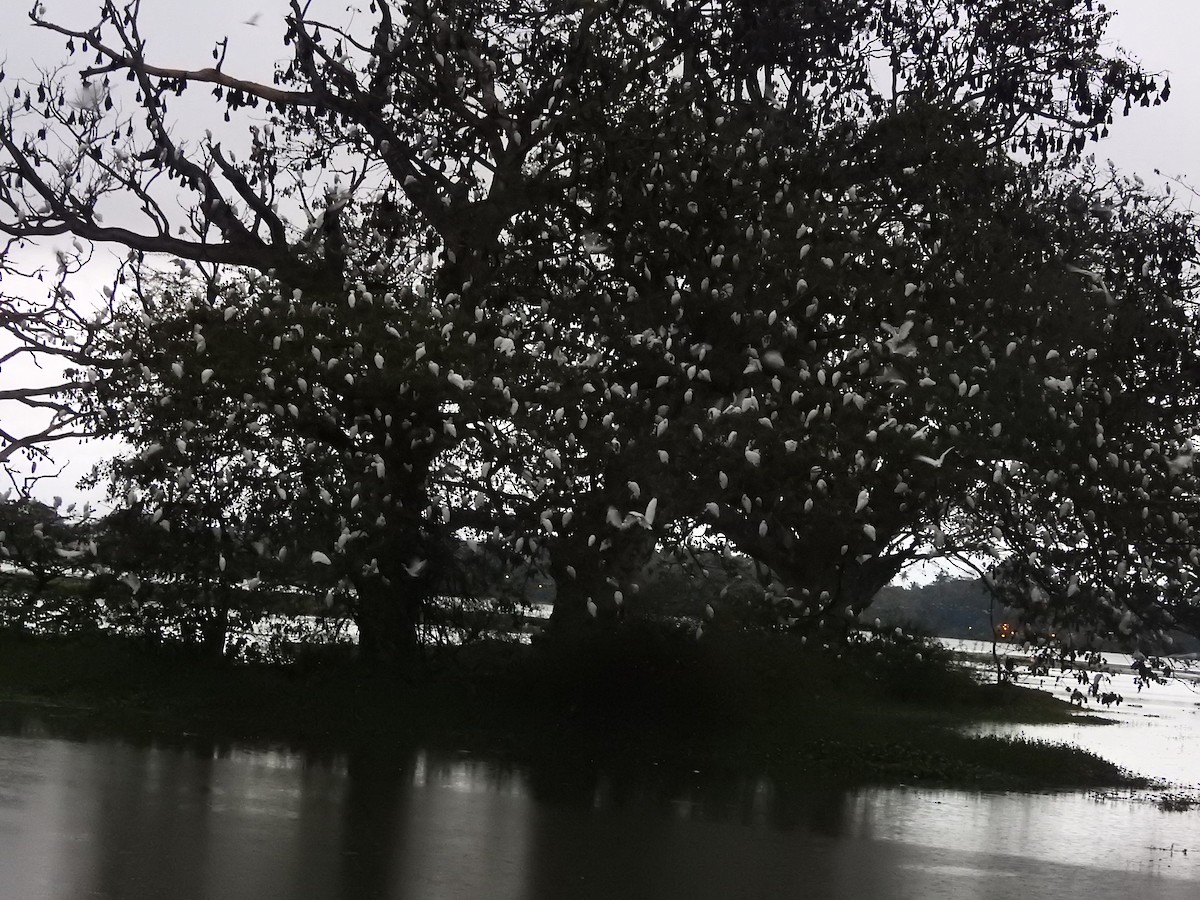 Garcilla Bueyera Oriental - ML646417965