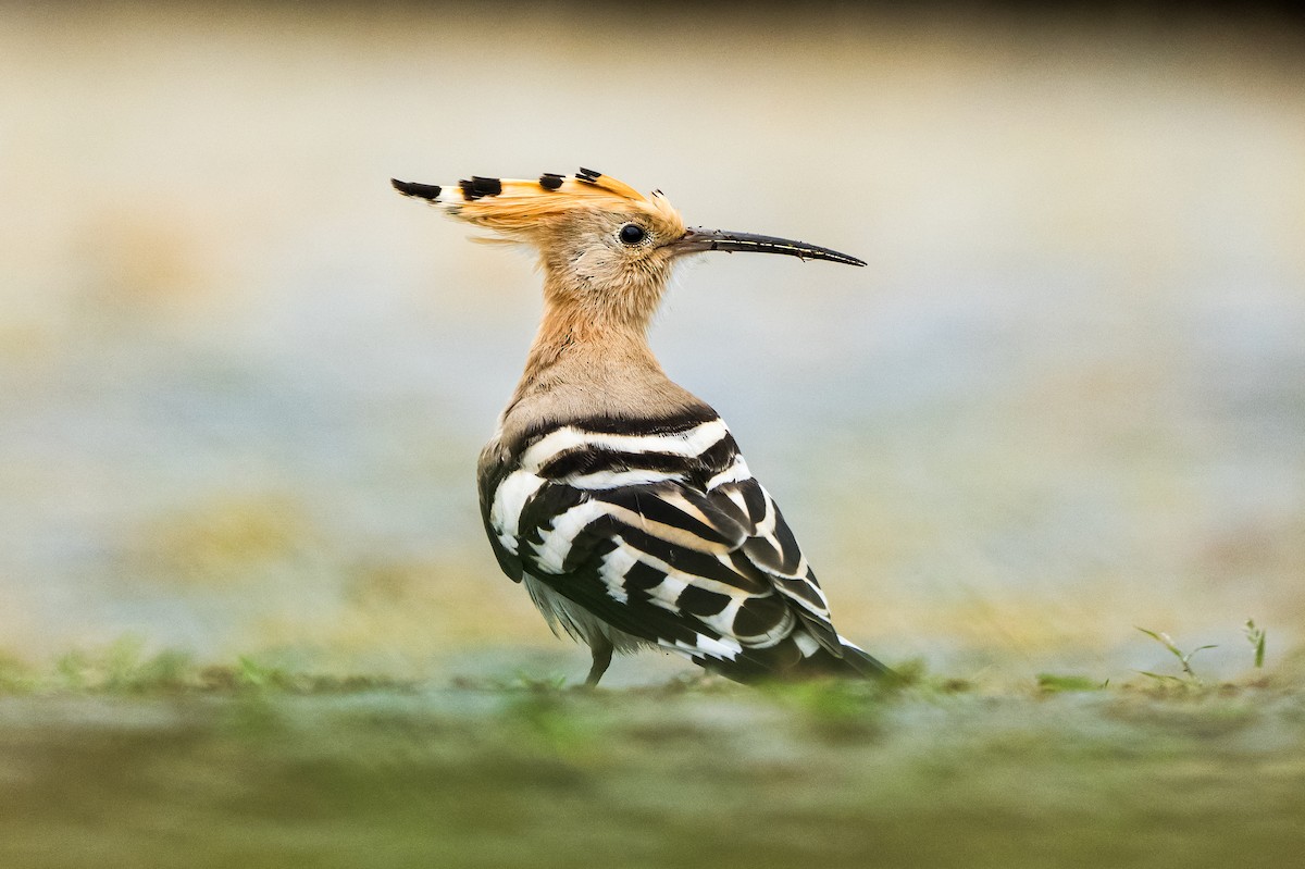 Abubilla Común - ML646417966