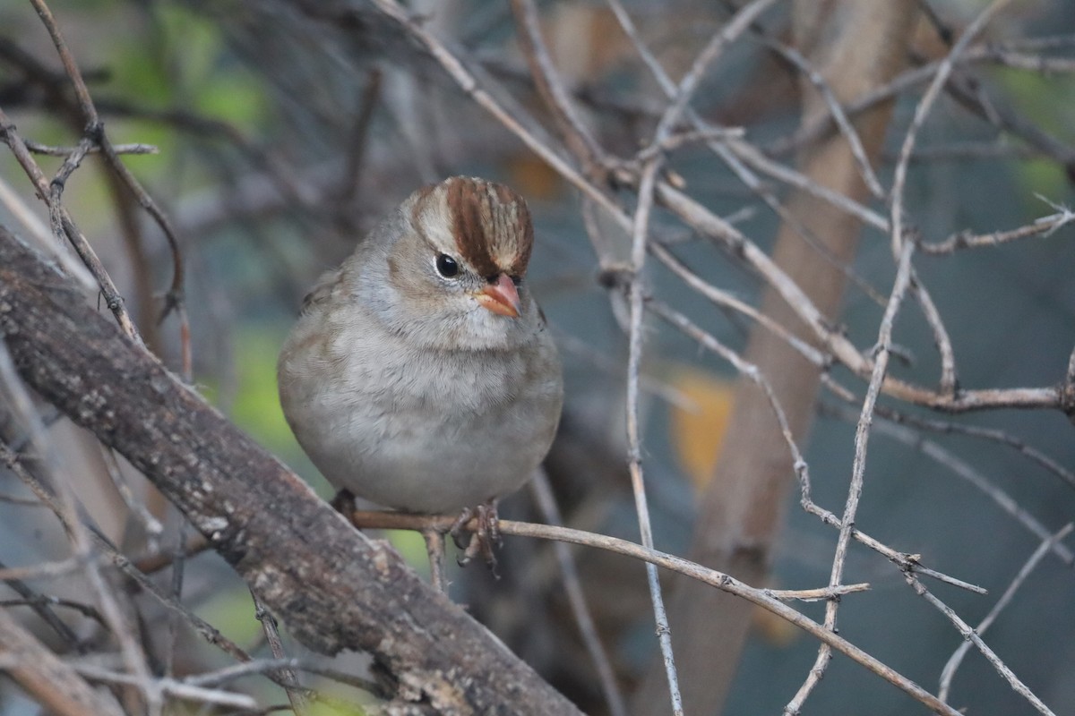Chingolo Coroniblanco - ML646417967
