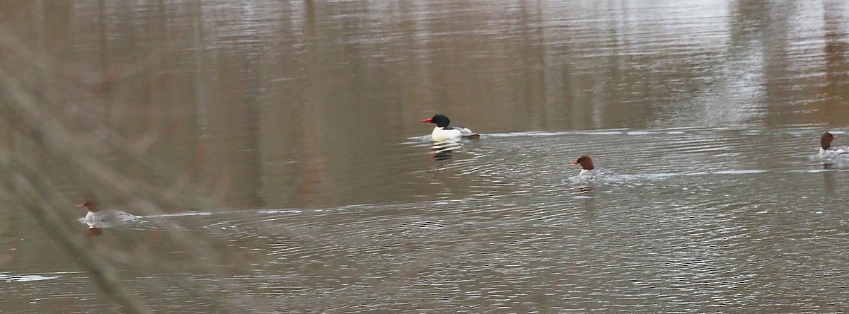 Serreta Grande - ML646417968