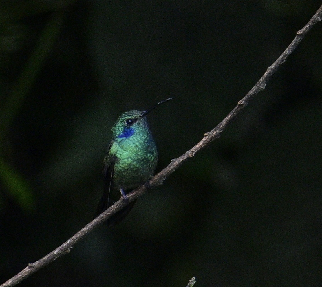 Colibrí Verdemar Menor - ML646417969