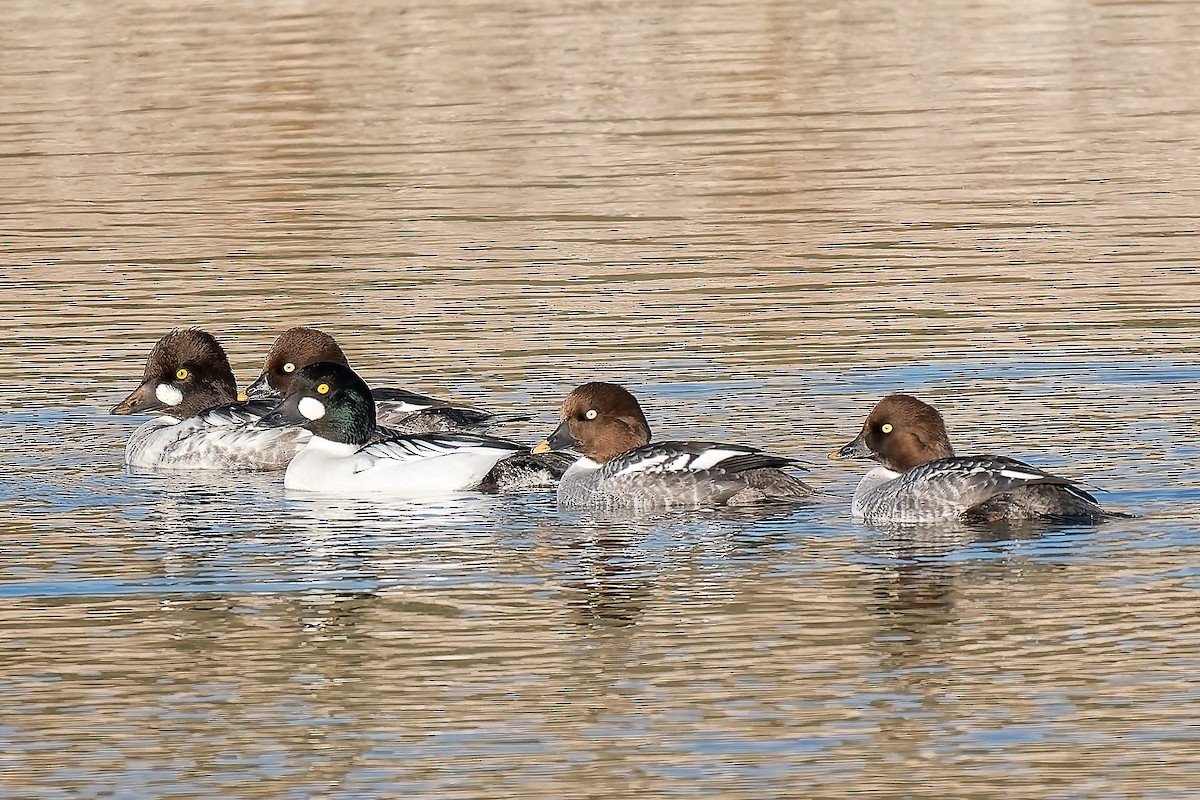 Porrón Osculado - ML646417974
