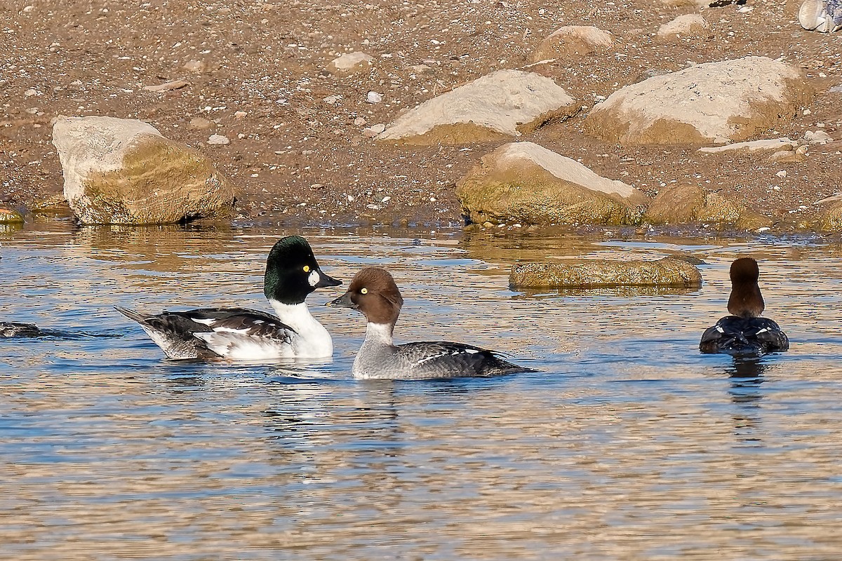 Porrón Osculado - ML646417975