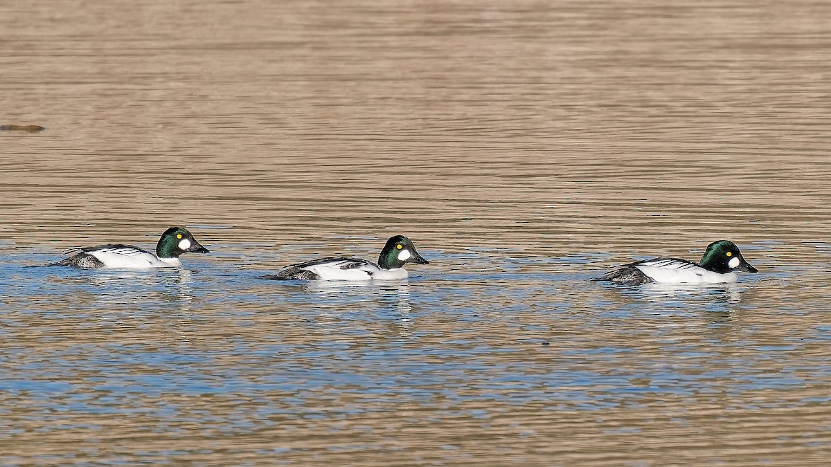 Porrón Osculado - ML646417976