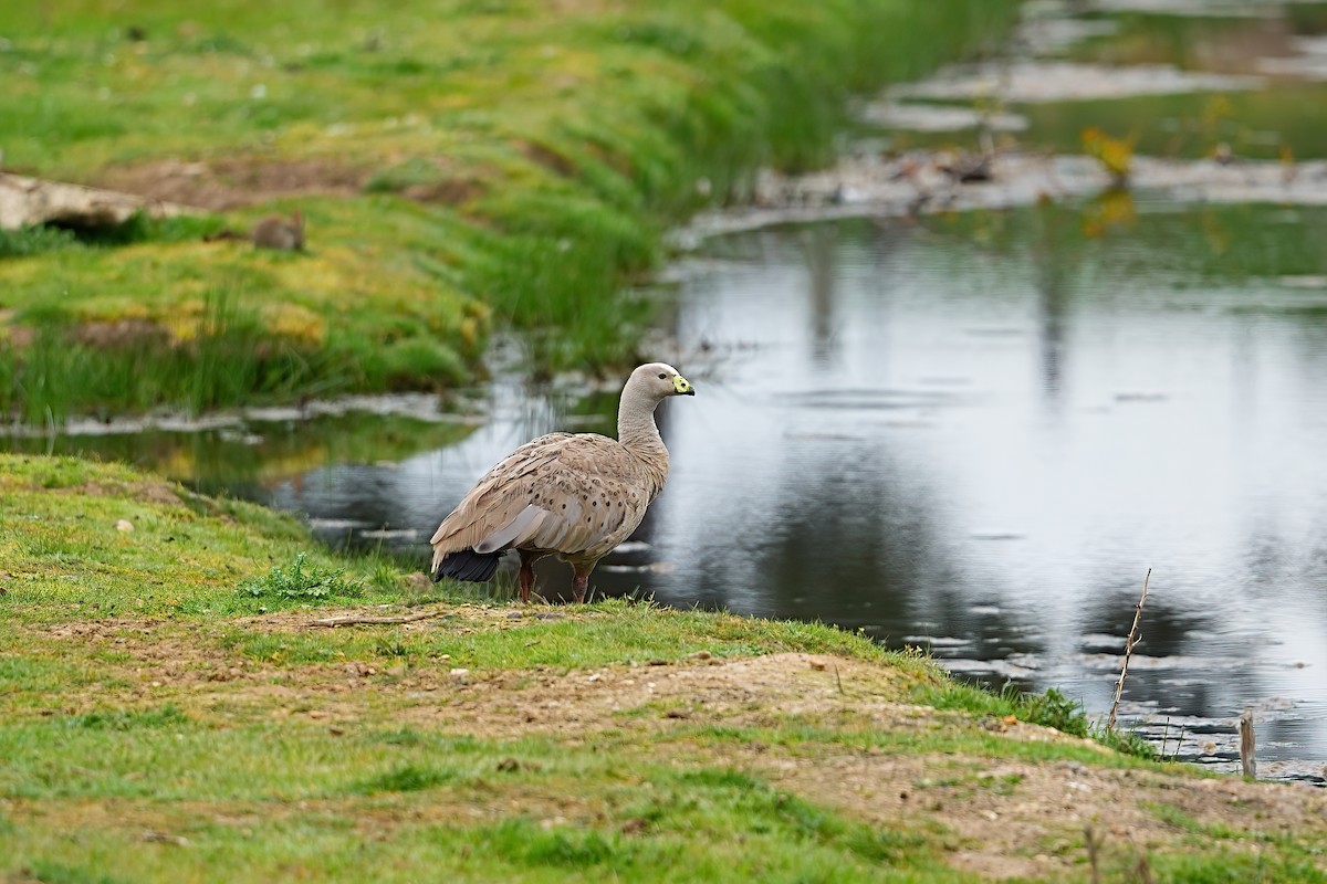 Cape Barren Goose - ML646417978