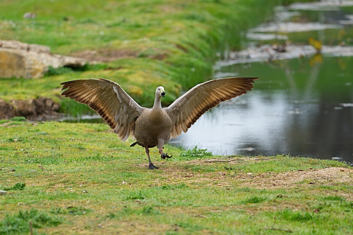 Cape Barren Goose - ML646417979