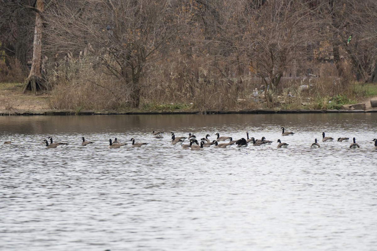 Canada Goose - ML646417983