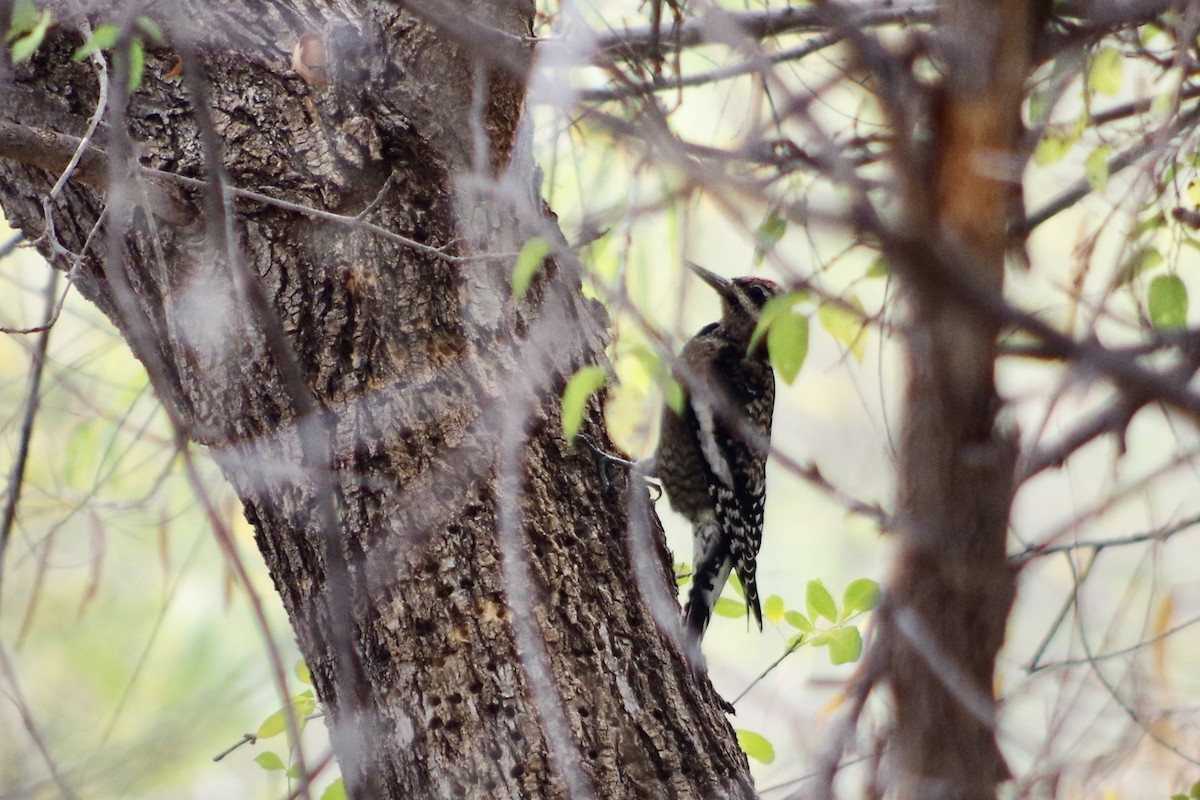 Yellow-bellied Sapsucker - ML646417996