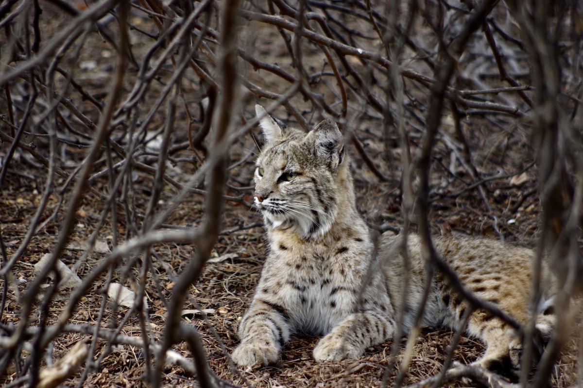 Bobcat - ML646417997