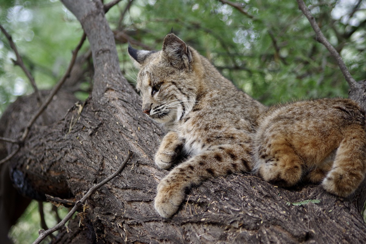 Bobcat - ML646417998