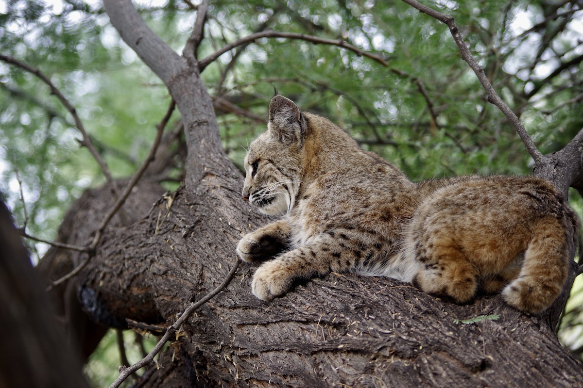 Bobcat - ML646417999