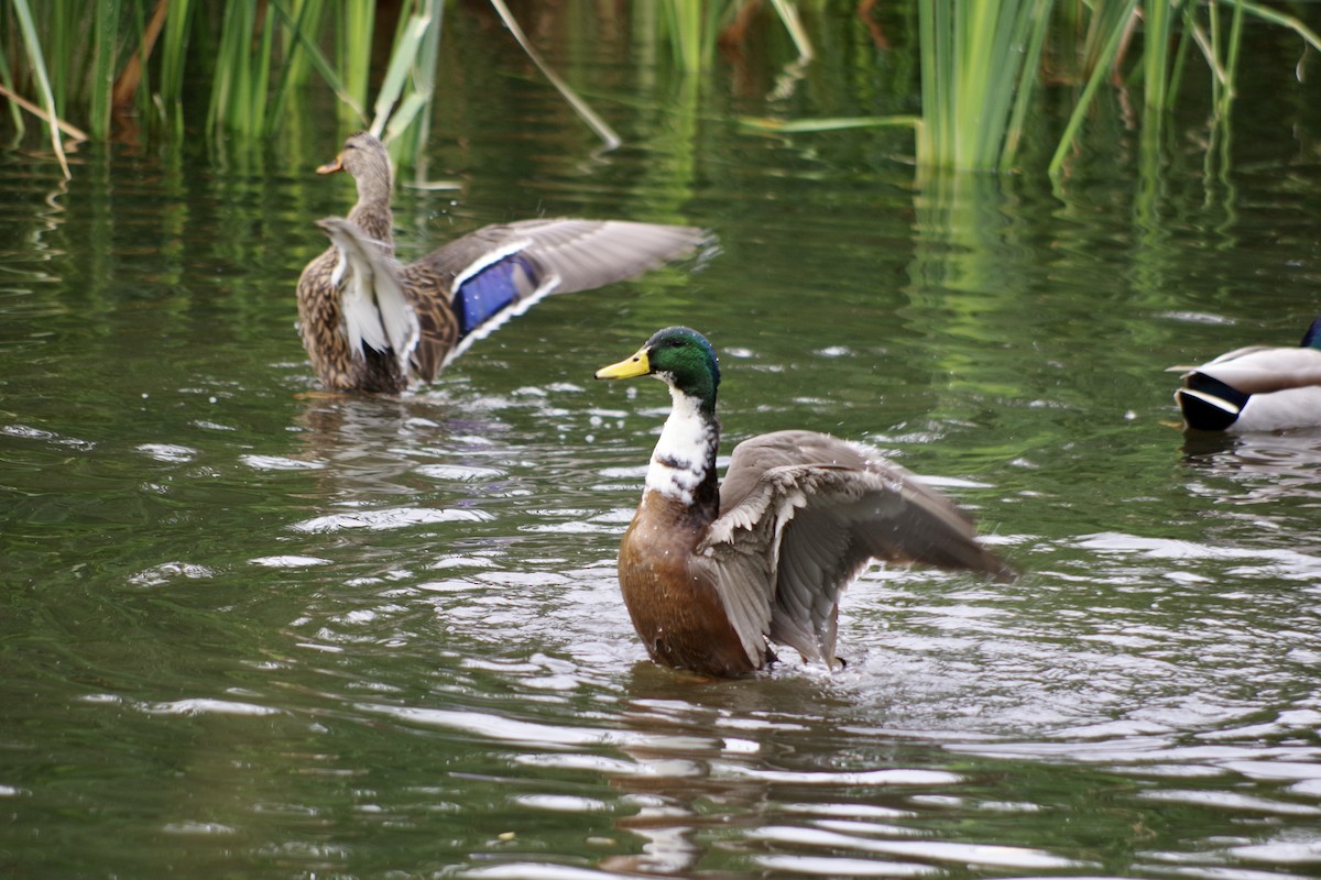 Mallard (Domestic type) - ML646418001