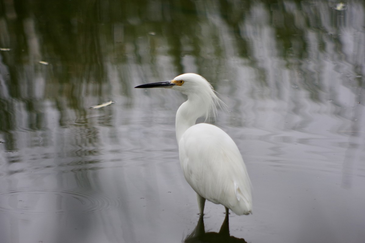Snowy Egret - ML646418010