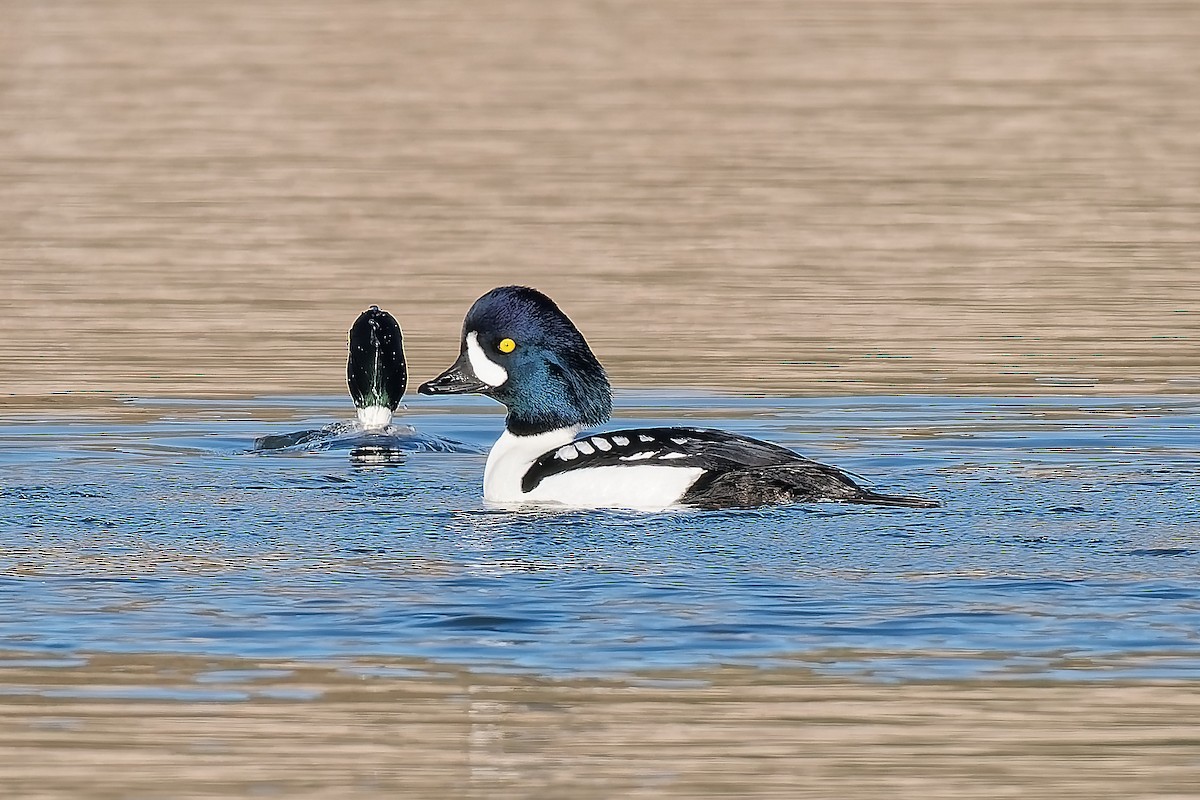 Barrow's Goldeneye - ML646418011