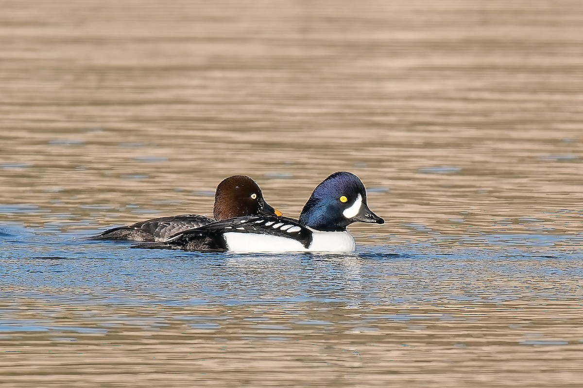 Barrow's Goldeneye - ML646418012