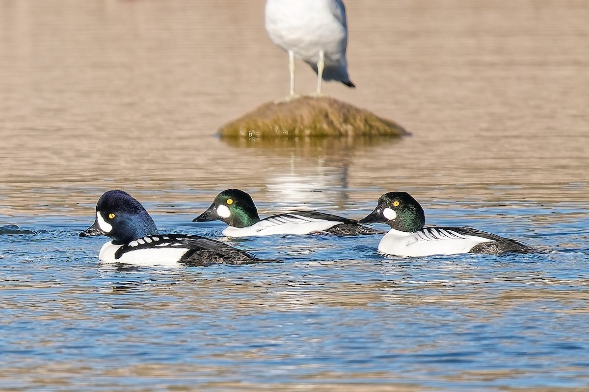Barrow's Goldeneye - ML646418013