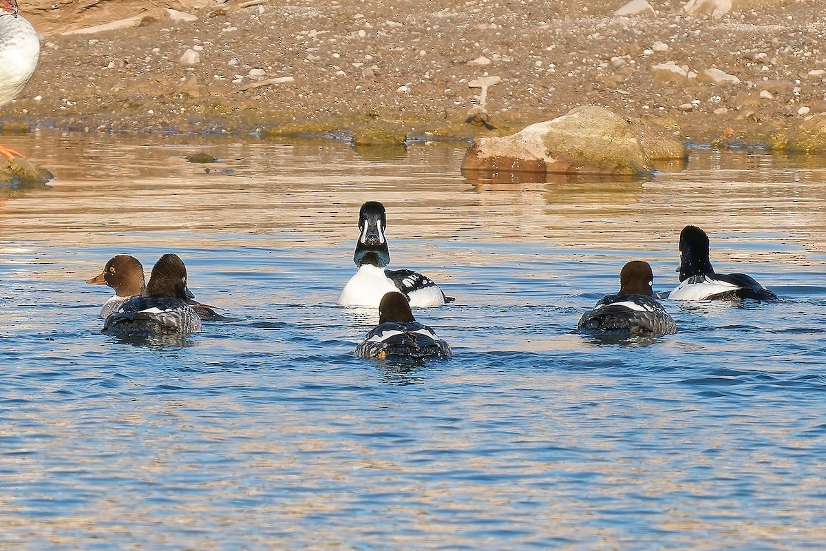 Barrow's Goldeneye - ML646418014