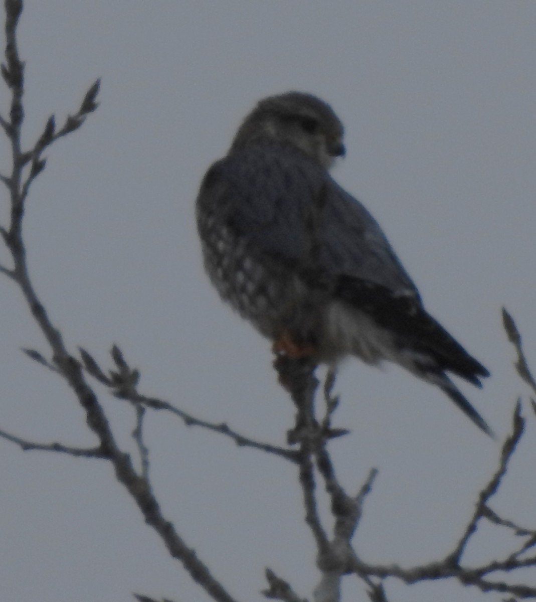 Merlin - ML646418016