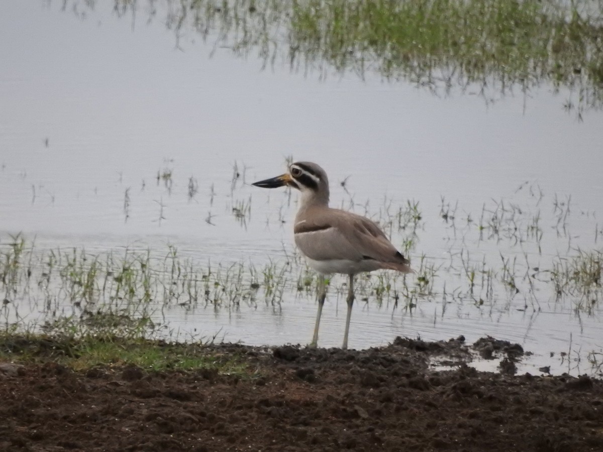 Great Thick-knee - ML646418017
