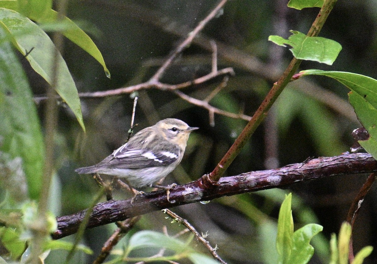 Blackburnian Warbler - ML646418018