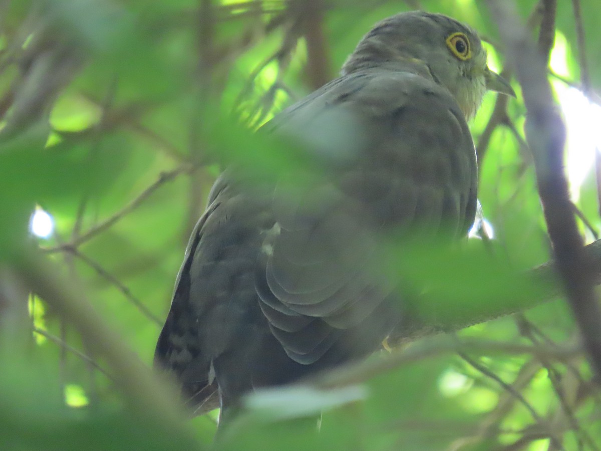 Cuco Chikra - ML646418019