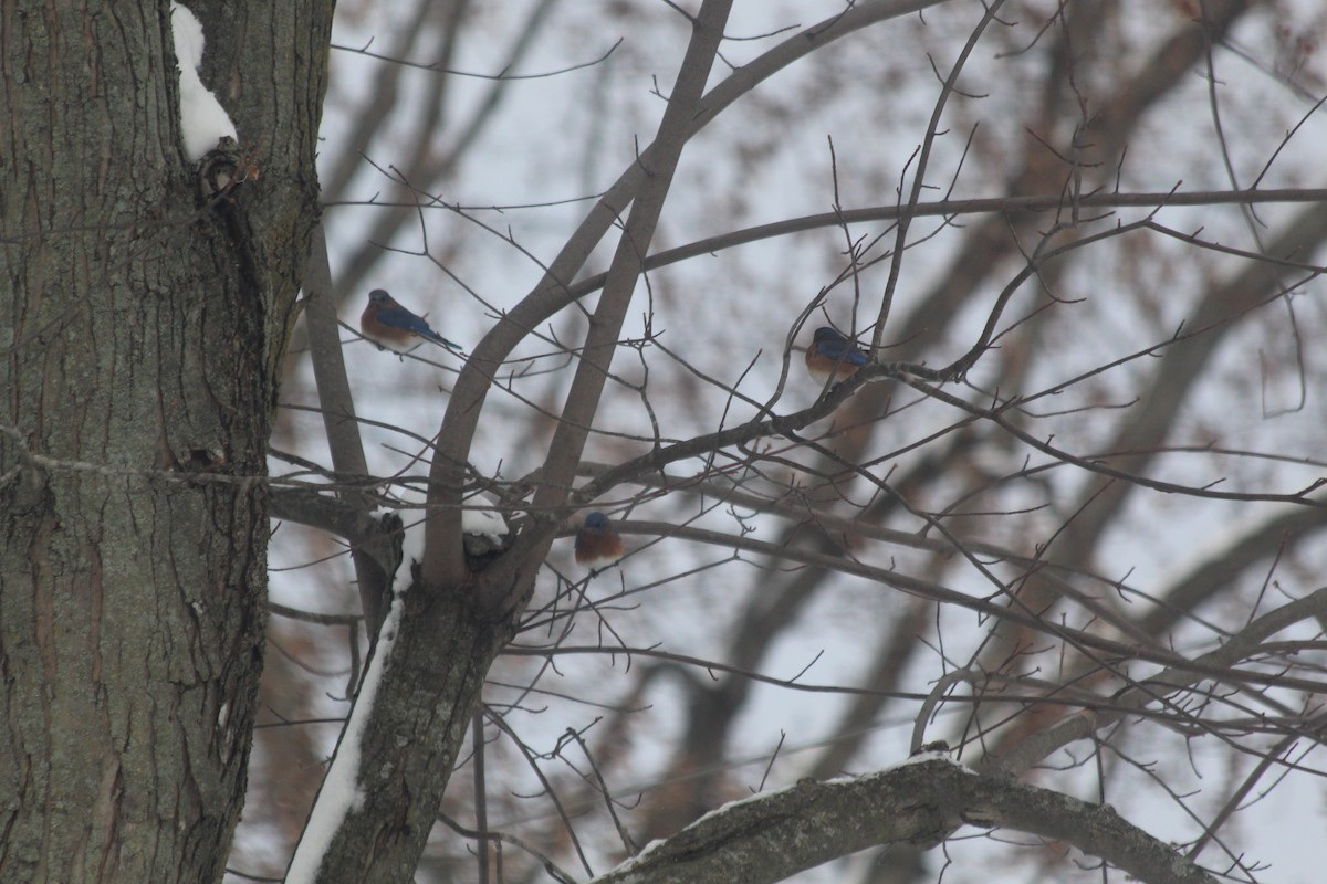 Eastern Bluebird - ML646418024