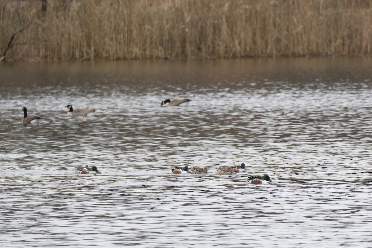 Northern Shoveler - ML646418025