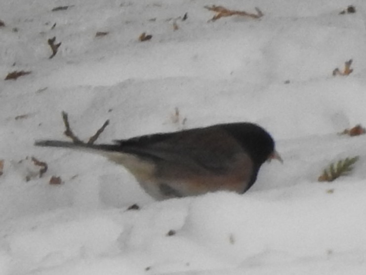 Dark-eyed Junco - ML646418026